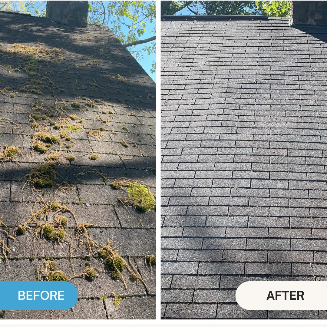 Roof heavily fouled with moss and organic growth, and the same roof cleaned